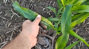 Цинкуем кукурузу.