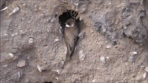 Береговая ласточка, Береговушка, Riparia riparia, гнезда в траншее, Великий Новгород 13.06.2022