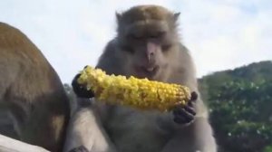 кукуруза, вареная кукуруза)))