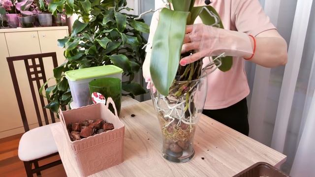 ВПИХНУТЬ! АККУРАТНО! Орхидея Клеопатра.