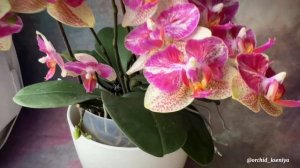 Phal. Chi Yueh Kaleidoscope ? Цветение двух орхидей мультифлор в групповой посадке?♀️ Обзор сорта