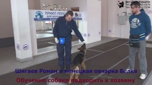 Никита и немецкая овчарка Белка. Индивидуальное занятие по дрессировке: обучение подходить к хозяину