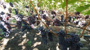 Виноград Зайбер Зейбель или 1001 ночь