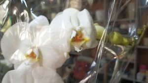 Свежайший, шикарный завоз редких орхидей фаленопсис. Оптовая база, пер. Промышленный 4.