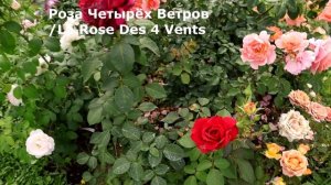 Розы Delbard - одни из самых дорогих роз в мире! Красивейшие, изысканные.