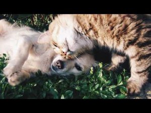 Польза От Домашних Животных