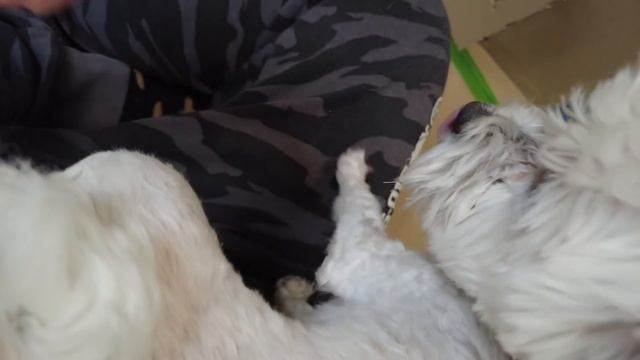 24 ЧАСА В КАРТОННОЙ ТЮРЬМЕ С КОТАМИ И СОБАКОЙ! смотреть онлайн