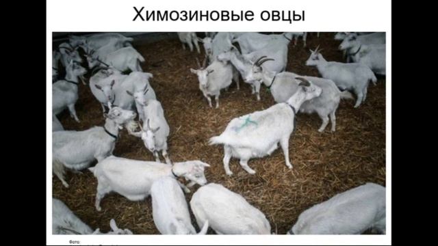 Онлайн-урок "Инновации в генетике и селекции"