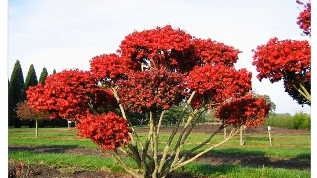 Бересклет европейский (euonymus europaeus) смотреть онлайн
