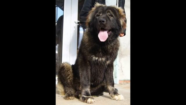 РУССКИЙ РИСК АРИОН 8 МЕСЯЦЕВ смотреть онлайн