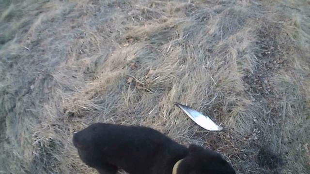 Воспитание щенка лабрадора для охоты (второй выход в дикую природу) смотреть онлайн