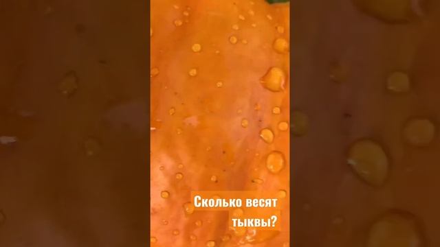 ТЫКВЫ ??? ВЗВЕШИВАЕМ. #дача  #тыква #pumpkin #shorts