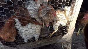 Когда и сколько давать курам камушков