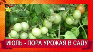 САД в июле - наступает пора огорода ВЛОГ