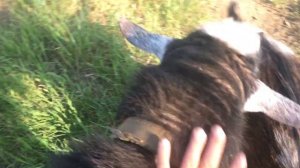 Как отучить козла?