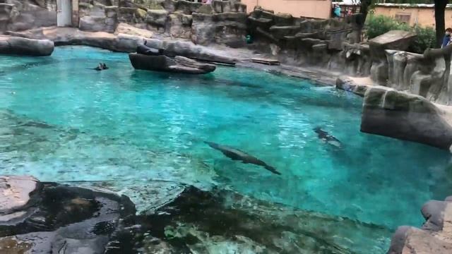 Зоопарк Барселона Испания Отпуск 2018 Zoo Barcelona Spain LITTLEANGELSTV Видео для детей смотреть онлайн