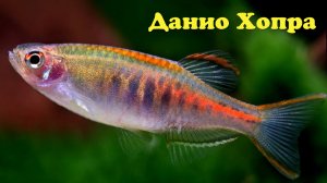 Данио Хопра