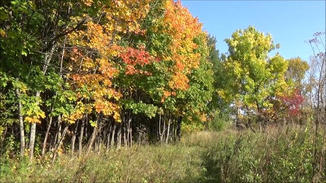 Край берёзовый-- Ансамбль русских народных инструментов. смотреть онлайн