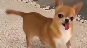 Весело с питомцами! Подборка приколов ?