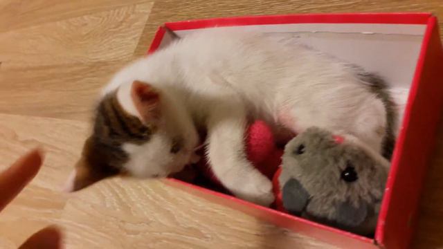 Котенок спит, как слон! Ничего не чувствует:))) смотреть онлайн