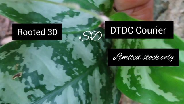 Online plant sale||low cost plants||Salu Diaries