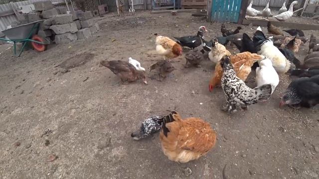 ТЕПЕРЬ У НАС НЕТ ГАЗА БУДЕМ ГОТОВИТЬ НА КОСТРЕ \ ЖИЗНЬ В ДЕРЕВНЕ смотреть онлайн