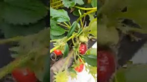 Рубиновый кулон