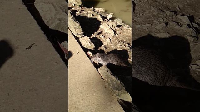 Андатры в Сочи. Дендрарий. Такие попрошайки. #дендрарий #сочиотзывы #летоэтомаленькаяжизнь смотреть онлайн