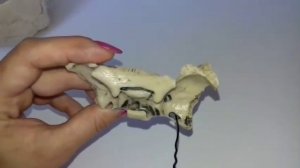 КЛИНОВИДНАЯ КОСТЬ