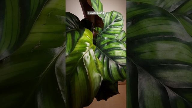 Калатея фасциата | Calathea fasciata | @FlowersLand