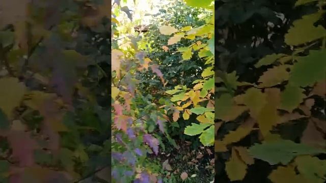 Красивая осень??? за окном. 29.09.2023. Иркутск. смотреть онлайн