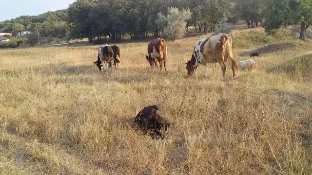 Пасу коров.Дети задают много вопросов?? смотреть онлайн
