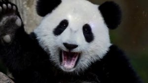 Какое животное соответствует вашему знаку зодиака. Какой ты зверь.