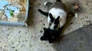 Кошка атакует кролика