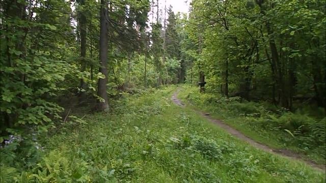 Выход в лес 31.05.2021