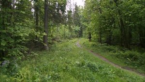Выход в лес 31.05.2021