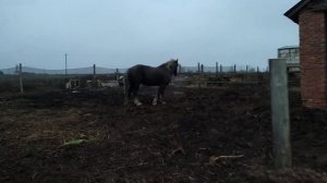 жеребец выгоняет кобылу с табуна