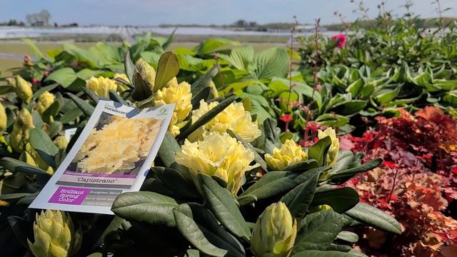 Rhododendron 'Capistrano' // BEAUTIFUL, Compact, Hardy, Yellow Rhododendron смотреть онлайн