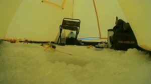 Поклёвки на кивок Щербакова