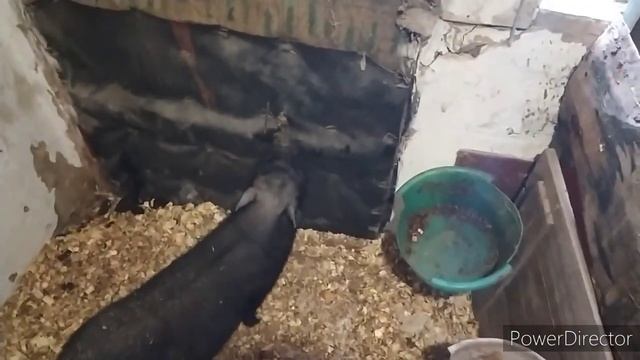 тяжело купить зерно! рецепт комбикорма для кур своими руками. Катастрофа. смотреть онлайн