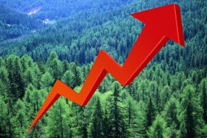 А площадь лесов-то растёт!