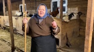 Птица на ферме. Ошибки содержания птицы. Индюки и куры.