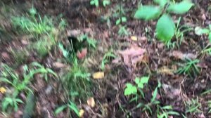 СКОРЕЕ В ЛЕС!!!ПОШЛИ БЕЛЫЕ ГРИБЫ. ВОЛНА БЕЛЫХ ГРИБОВ БЕЛАРУСИ 2021 5 ИЮЛЯ