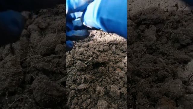 Как подготовить укоренившиеся черенки гортензии к зиме. #гортензии#хештег смотреть онлайн