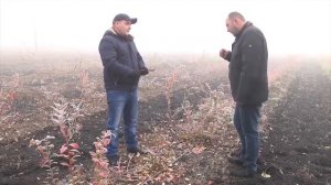 Как обрезать кусты голубики и подготовить их к зиме