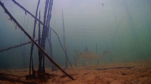 Как ПРАВИЛЬНО Насадить Живца на Жерлицу! Подводная съемка