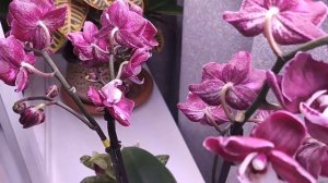 Новиночки орхидей лето 2022  Фаленопсис YUKA  и красавчик Paphiopedilum