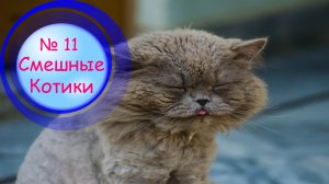 Котики Смешные?№11