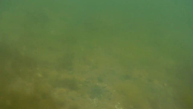 Собираем мидии...Дикий берег Черного моря.. Конец Весны 2021г.Одесская область.. смотреть онлайн