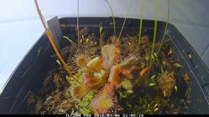 Drosera venusta mit Fischfutter/ Time lapse of D venusta fed with fish food